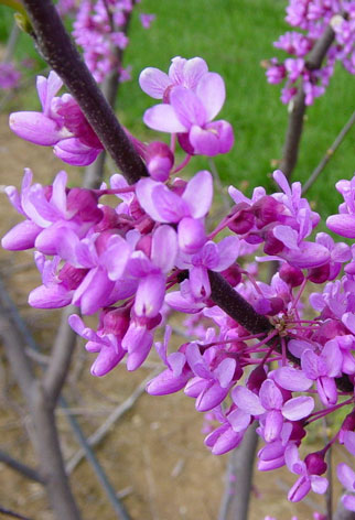 Cercis Canadensis